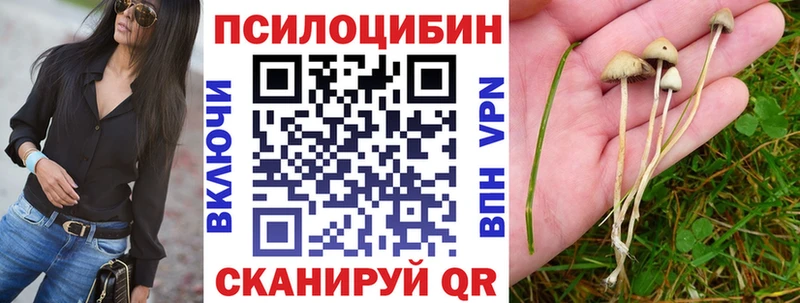 Псилоцибиновые грибы Psilocybe Югорск